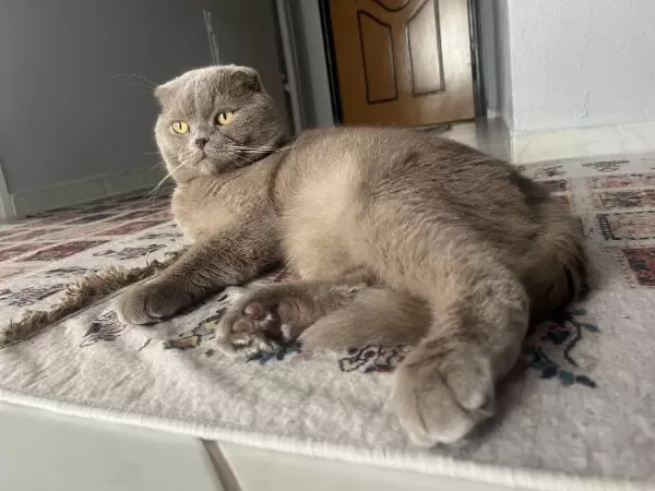 1.5 Buçuk Yaşında Erkek Scottish Fold