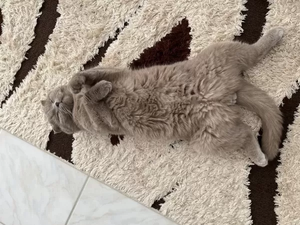 1.5 Buçuk Yaşında Erkek Scottish Fold