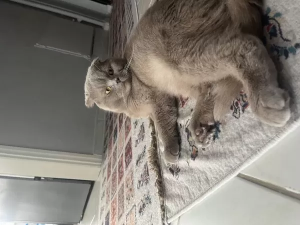 1.5 Buçuk Yaşında Erkek Scottish Fold