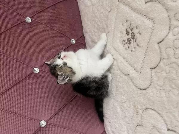 Ev Doğdu Çok Kaliteli Yavru Kedimiz