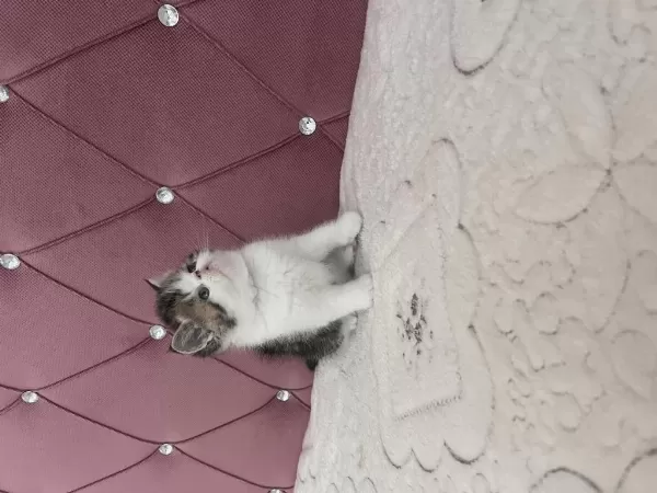 Ev Doğdu Çok Kaliteli Yavru Kedimiz