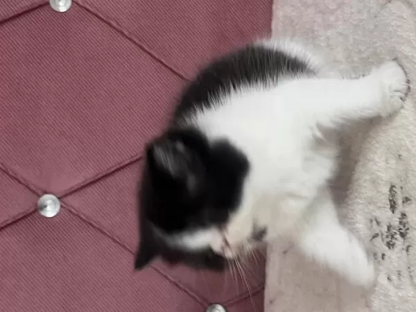 Kaliteli Ev De Doğmuş Yavru Kedimiz