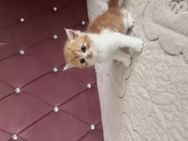 Ev Ortamında Doğdu Kedimiz