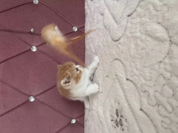 Ev Ortamında Doğdu Kedimiz