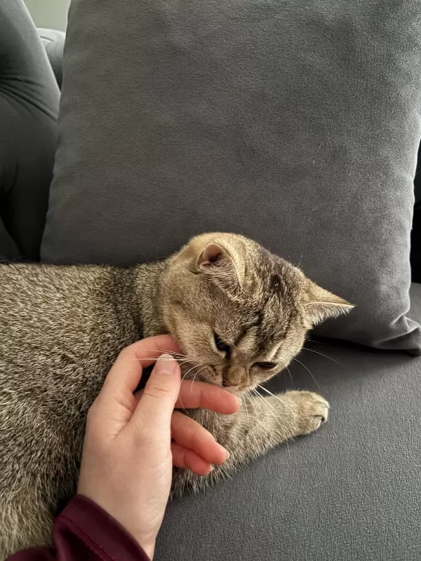 Kedimiz Cekuyu Sahiplendiriyorum