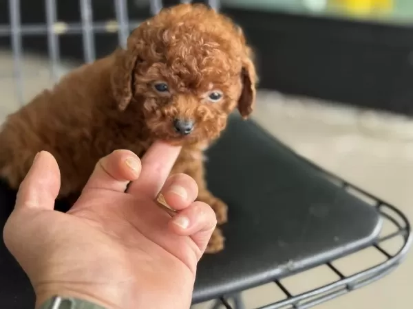 Tea Cup Poodle 4 Aylık 700 Gr Petmode Den