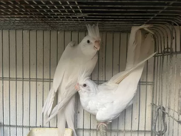 Albino Sultan Papağanı Takım
