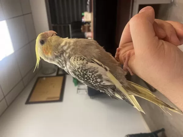 4 Aylik Erkek Full Evcil Sultan Papağani