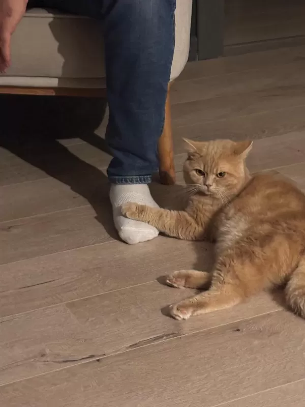 Kedimiz Arifi Sahiplendirmek İstiyorum