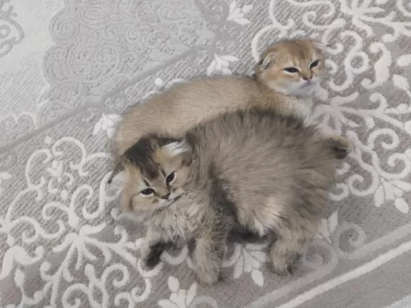 2 Aylık Golden Scottish Fold Uzun Tüylü