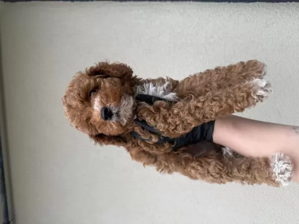 Toypoodle Bebeklerim