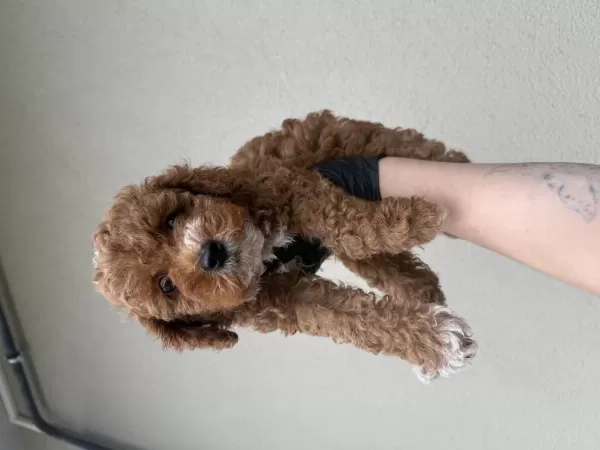 Toypoodle Bebeklerim