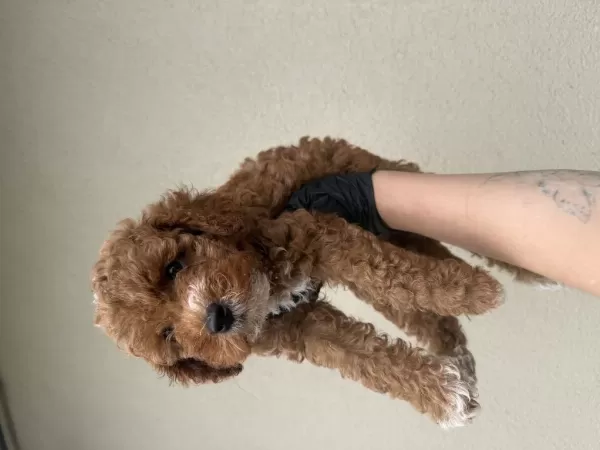 Toypoodle Bebeklerim