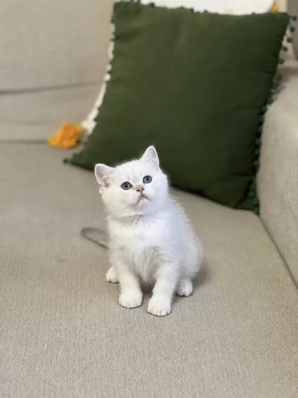 Safkan Teslime Hazir British Shorthair Yavrum