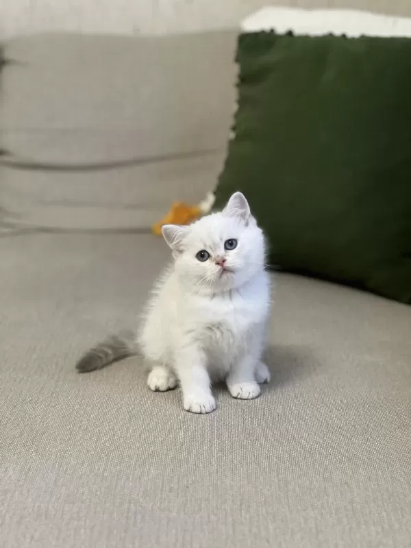 Safkan Teslime Hazir British Shorthair Yavrum