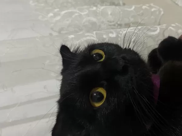 Scottish Fold 9 Aylık Dişi