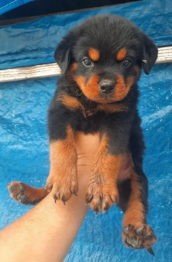 Rottweiler Dişi Erkek Mevcut Şecereli