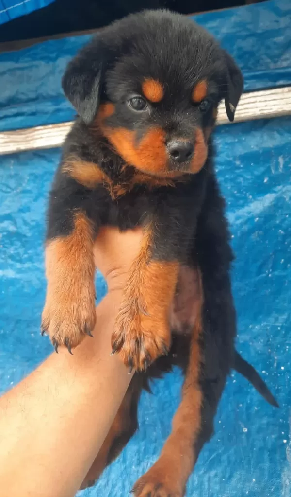 Rottweiler Dişi Erkek Mevcut Şecereli