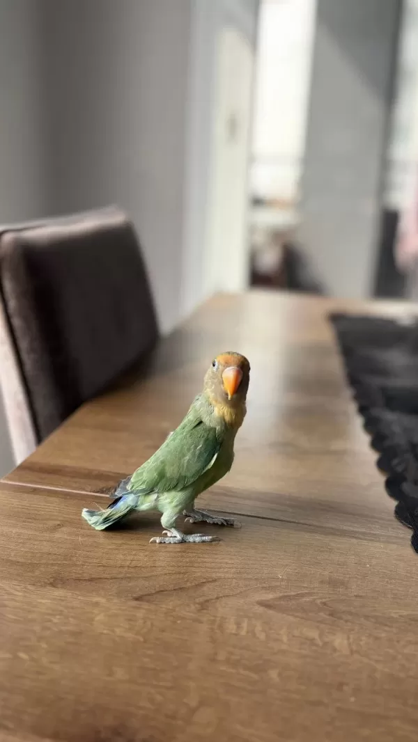 Sevda Papağanı Yeni Çift