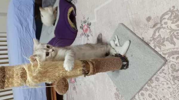 British Shorthair Ve British Golden Yavrularımız