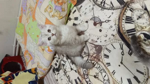 British Shorthair Ve British Golden Yavrularımız