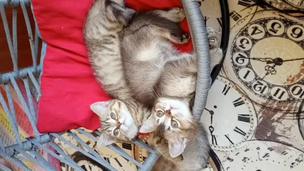 British Shorthair Ve British Golden Yavrularımız