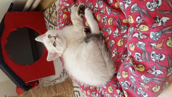 British Shorthair Ve British Golden Yavrularımız
