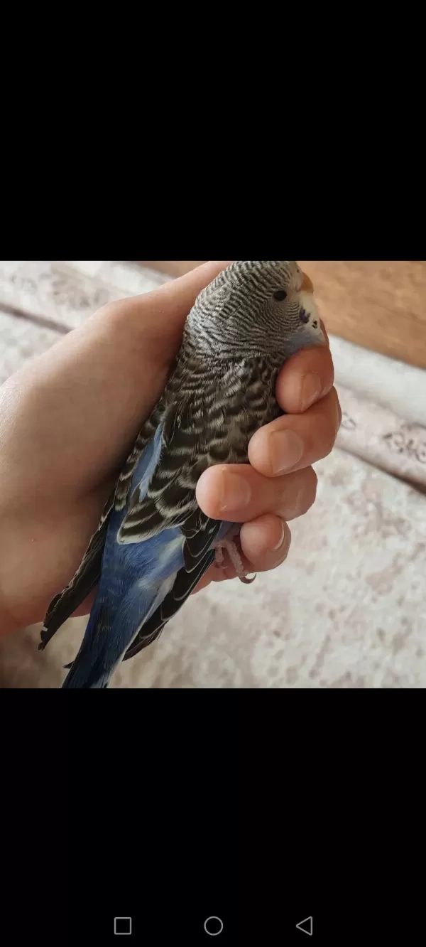 Yavru Yeme Yeni Düştü Erkek Spangle Muhabbet Kuşu