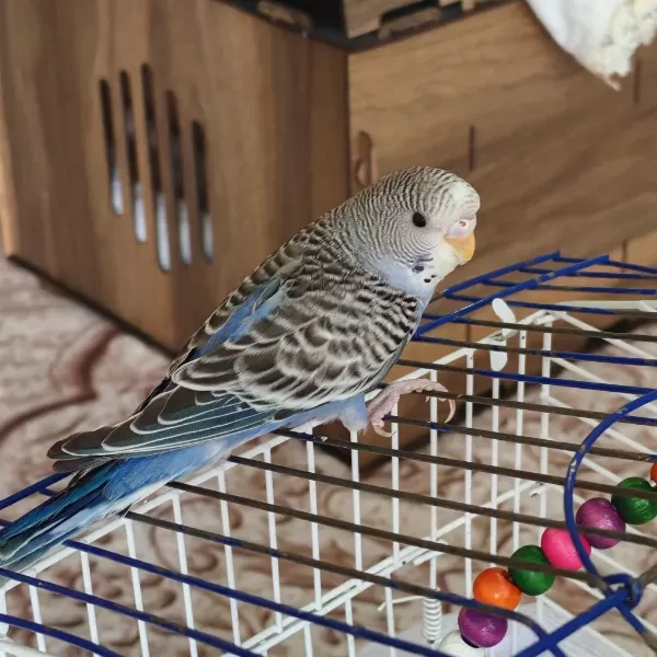 Yavru Yeme Yeni Düştü Erkek Spangle Muhabbet Kuşu