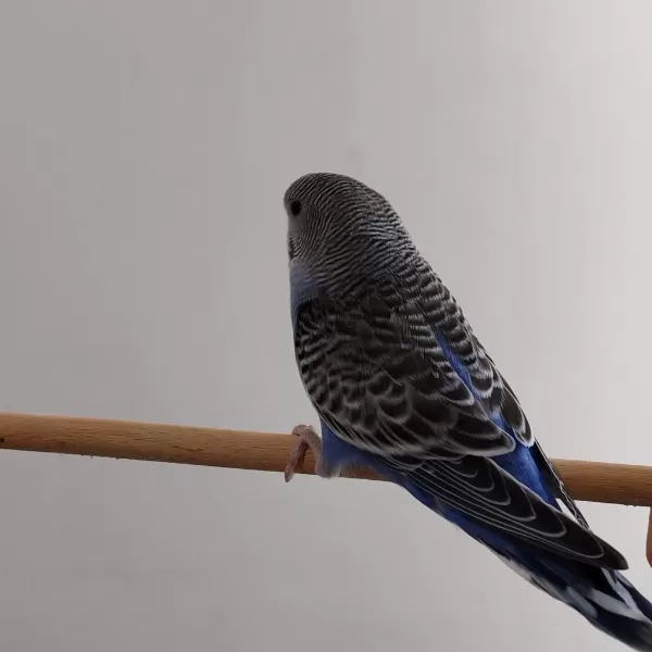 Yavru Yeme Yeni Düştü Erkek Spangle Muhabbet Kuşu
