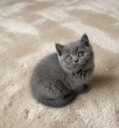 Muhteşem British Shorthair Blue Ve Blue Point Yavrular