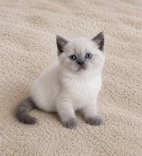 Muhteşem British Shorthair Blue Ve Blue Point Yavrular