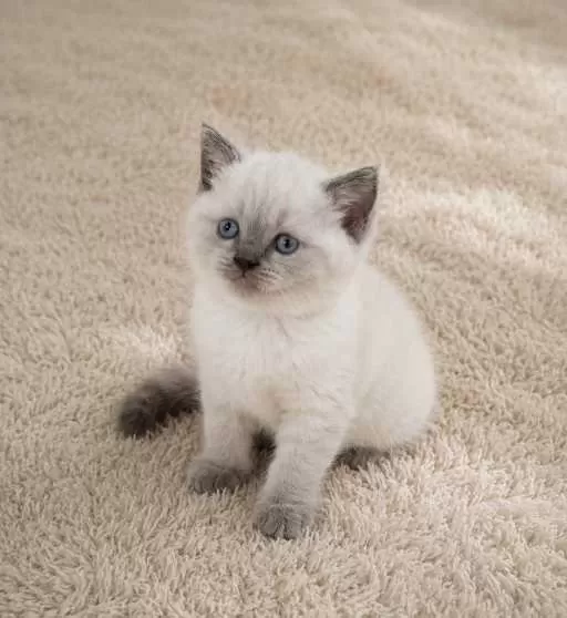 Muhteşem British Shorthair Blue Ve Blue Point Yavrular