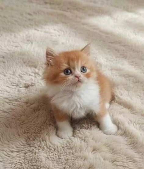 Red Ve Red Bicolor British Longhair Erkek Yavrularımız