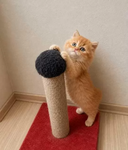 Red Ve Red Bicolor British Longhair Erkek Yavrularımız