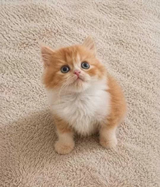 Red Ve Red Bicolor British Longhair Erkek Yavrularımız