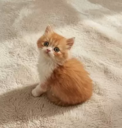 Red Ve Red Bicolor British Longhair Erkek Yavrularımız