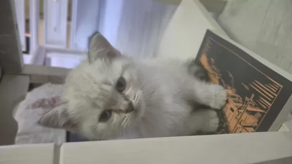 British Shorthair Safkan 50 Günlük