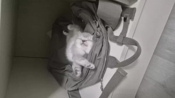 British Shorthair Safkan 50 Günlük