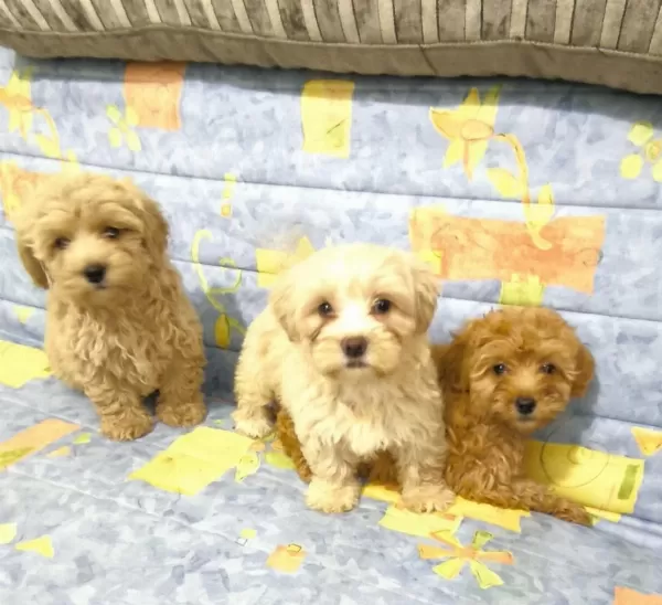 Sağlıklı Maltipoo Yavrular