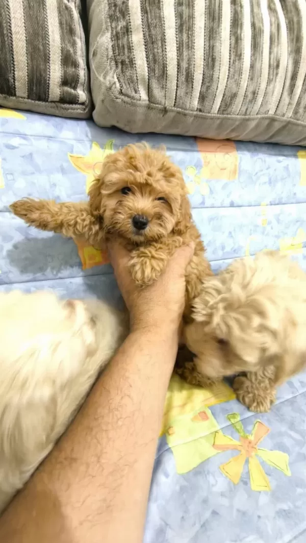 Sağlıklı Maltipoo Yavrular
