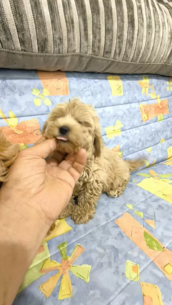 Sağlıklı Maltipoo Yavrular