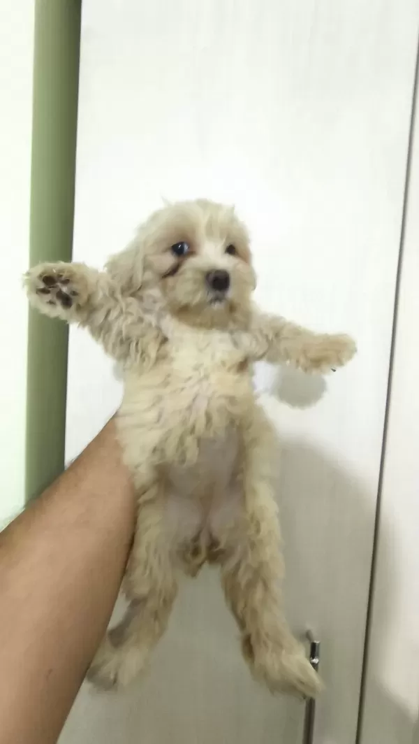 Sağlıklı Maltipoo Yavrular