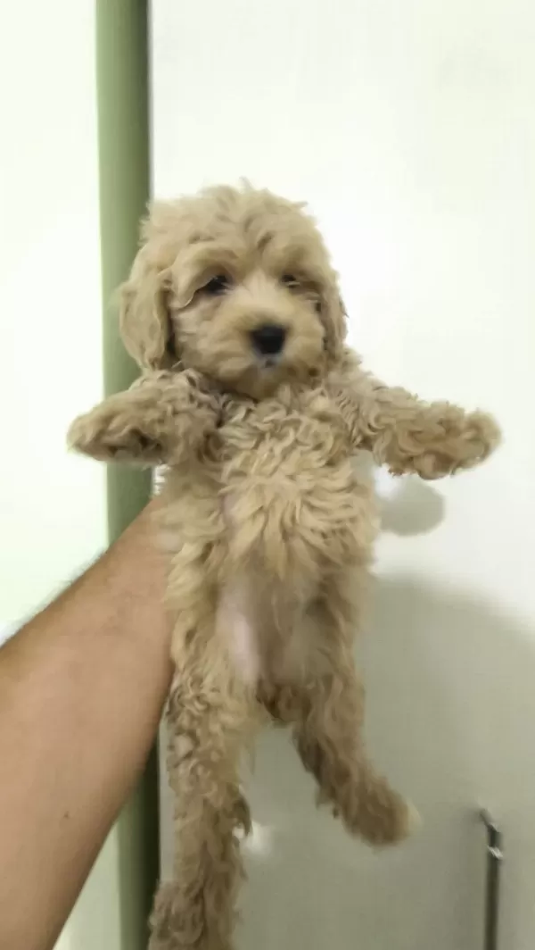 Sağlıklı Maltipoo Yavrular