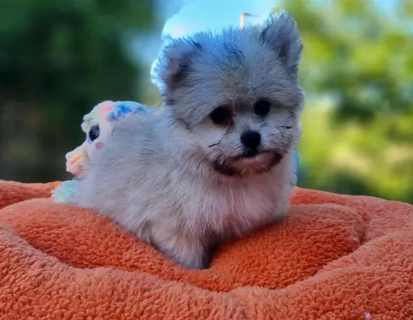 Minik Morkie Yavrularımız