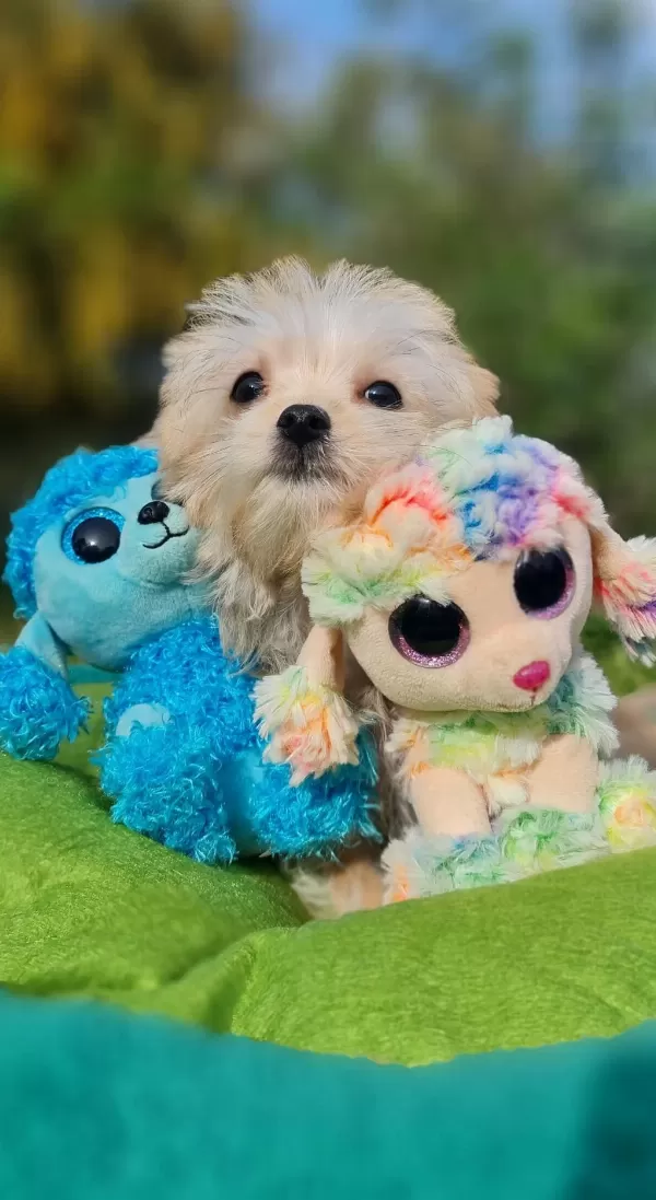 Minik Morkie Yavrularımız