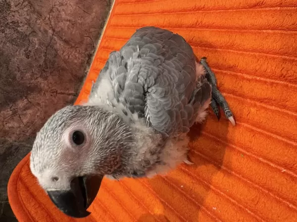 Güzel Gözlüm Bebek Jako Papağanı