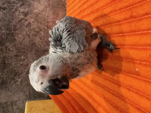 Güzel Gözlüm Bebek Jako Papağanı