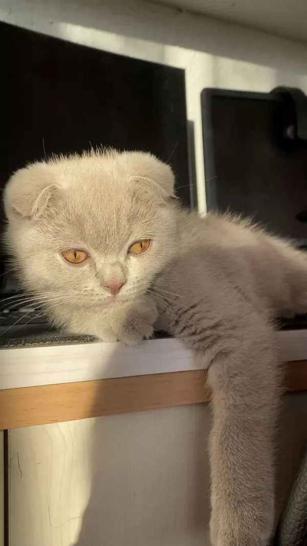 5 Aylık Scottish Fold Lilac Yavrumuz