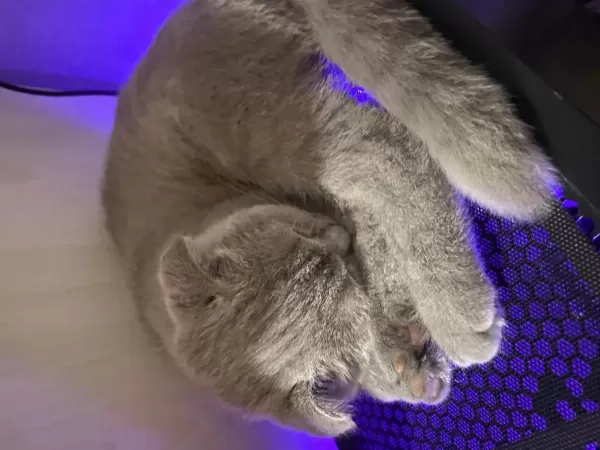 5 Aylık Scottish Fold Lilac Yavrumuz
